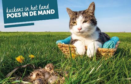 kuikensinhetlandpoesindemand